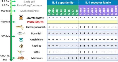 What Is IL-1 for? The Functions of Interleukin-1 Across Evolution
